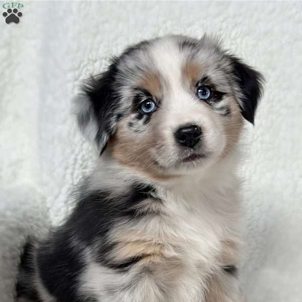 Hollyn, Miniature Australian Shepherd Puppy